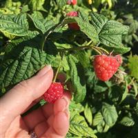 Fresh Picked Raspberry* FO 644